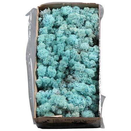 <h4>Ijslandmos (reindeer) Aquamarijn</h4>