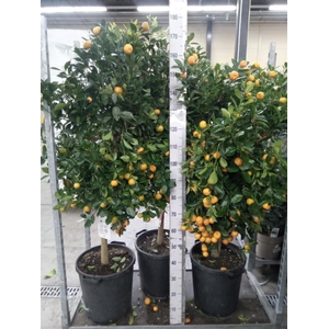 Citrus   ...