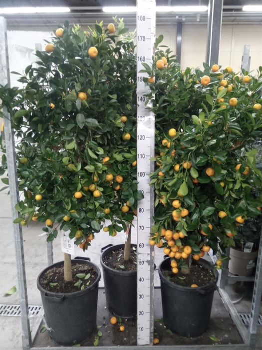 <h4>Citrus   ...</h4>