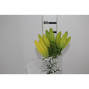 LIRIO EL DIVO 080 CM HT 2/3 FLS