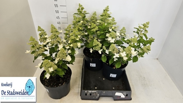 <h4>HYDR PANICULATA</h4>