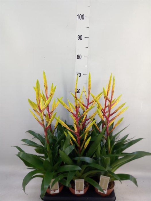 <h4>Tillandsia  'Luminosa'</h4>
