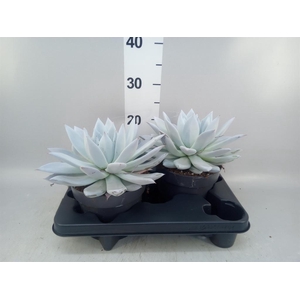 Echeveria  'Mexican Giant'