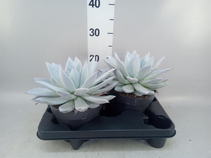 <h4>Echeveria  'Mexican Giant'</h4>