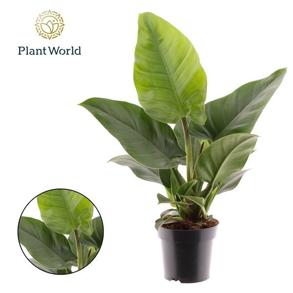 <h4>Philodendron Green Feel Green</h4>