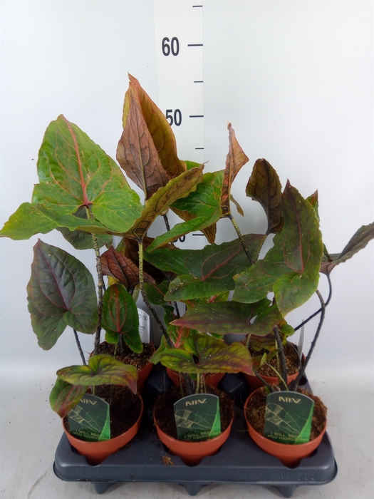 <h4>Cyrtosperma johnstonii</h4>