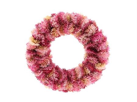 <h4>Wr Helichrysum Rose D30</h4>