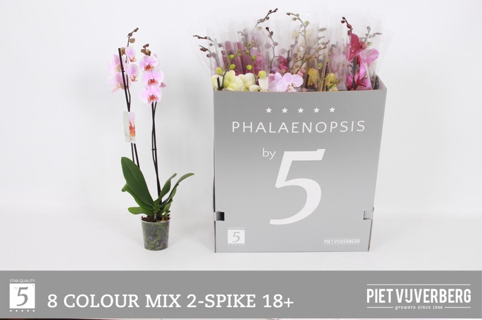 <h4>PHAL GEM 8 KL</h4>