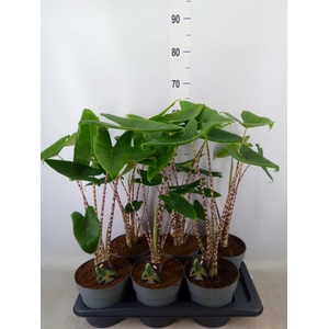 Alocasia zebrina