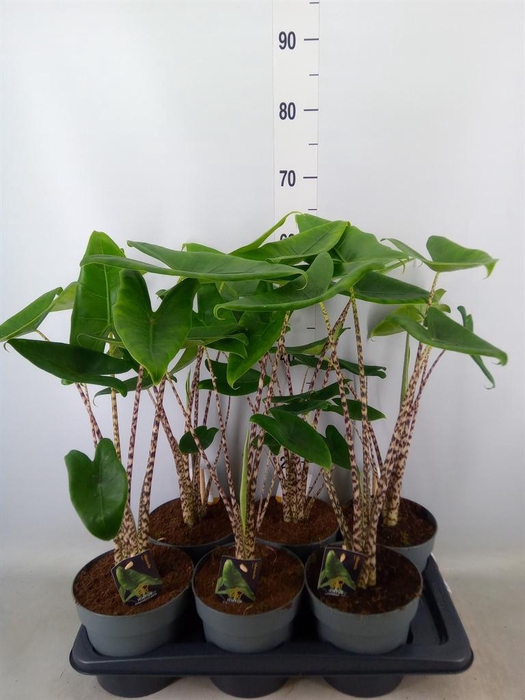 <h4>Alocasia zebrina</h4>
