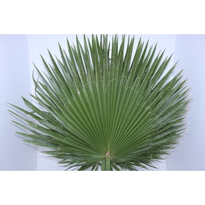 FOLHAGEM PALMEIRAS LEQUE