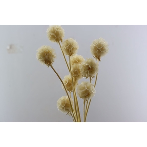 Press Scabiosa Bleached 10 Pcs Slv L35