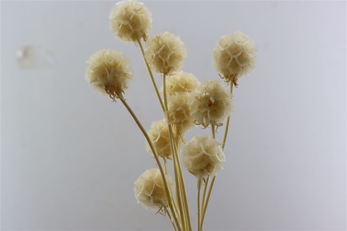 <h4>Press Scabiosa Bleached 10 Pcs Slv L35</h4>