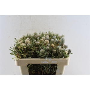 Leucad Galpinii