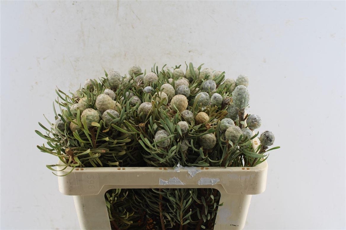 <h4>Leucad Galpinii</h4>