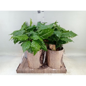 Planten  ..in schaal L%