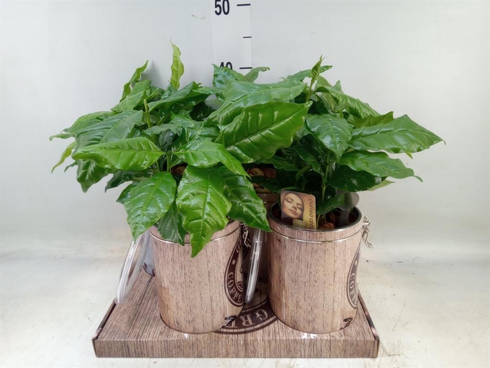 <h4>Planten  ..in schaal L%</h4>