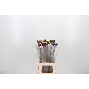 Craspedia Kl Bh Rainbow Dark
