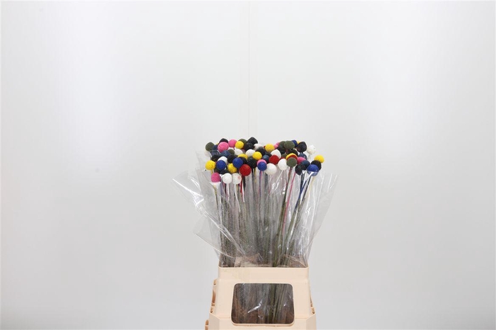 <h4>Craspedia Kl Bh Rainbow Dark</h4>