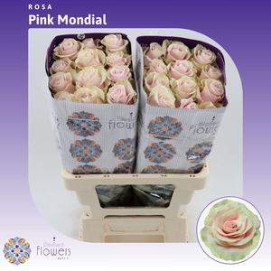 Rosa gr Pink Mondial