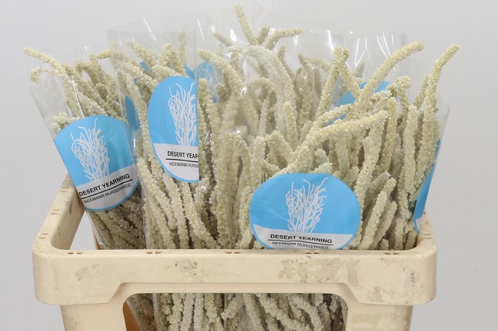 <h4>Amaranthus Yearming Desert</h4>