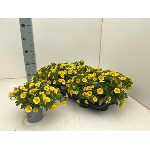 CALIB CA YELLOW