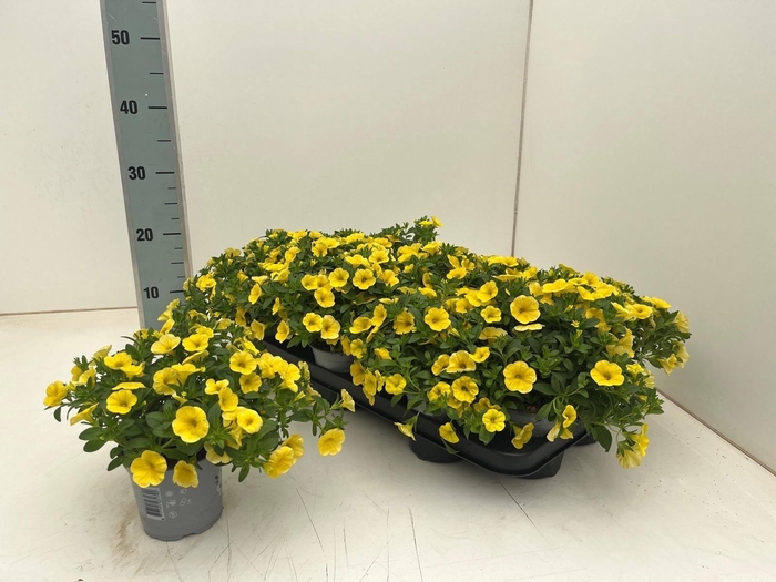 <h4>CALIB CA YELLOW</h4>