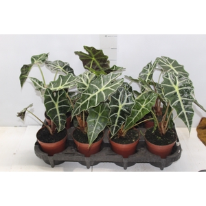 ALOCASIA POLLY P12