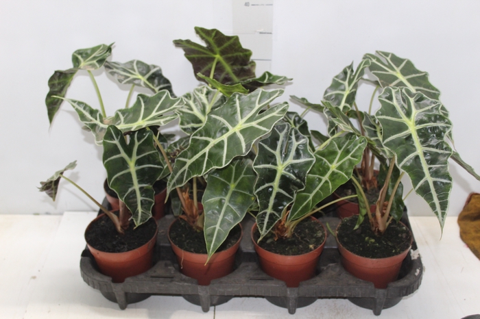 <h4>ALOCASIA POLLY P12</h4>