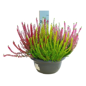 Calluna Beauty Ladies Quattro gemengd in pot