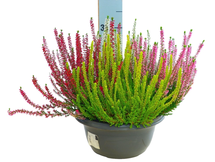 <h4>Calluna Beauty Ladies Quattro gemengd in pot</h4>