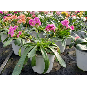 Lewisia cotyledon