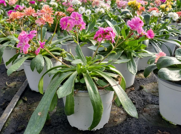 <h4>Lewisia cotyledon</h4>