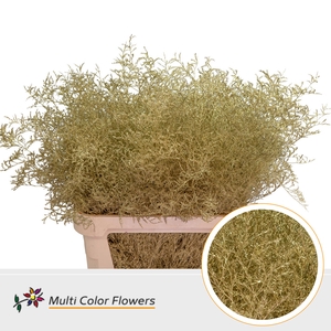 Limonium Beltlaard Goud