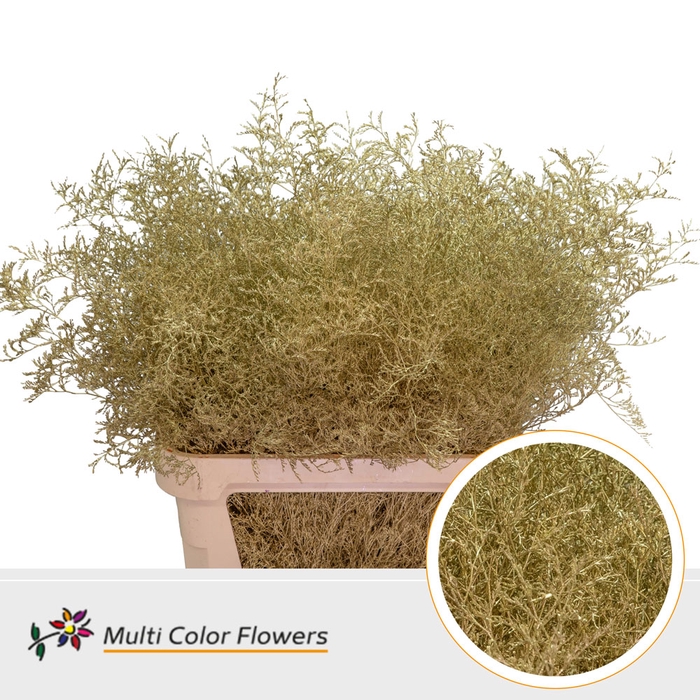 <h4>Limonium Beltlaard Goud</h4>