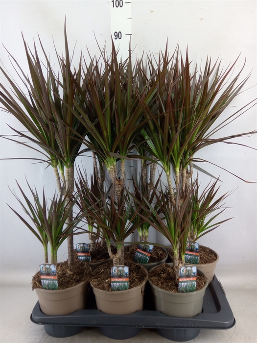 <h4>Dracaena marg. 'Magenta'</h4>