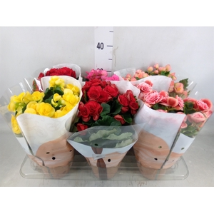 Begonia elat. DU   ...mix