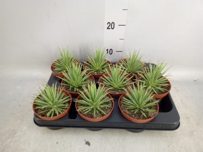 <h4>Agave stricta 'Nana'</h4>