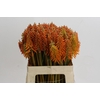 Kniphofia Eycone Orange