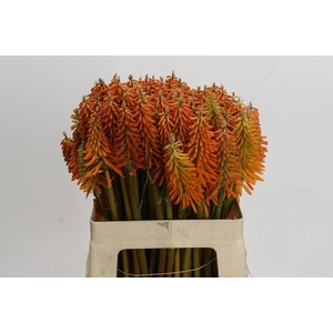 Kniphofia Eycone Orange