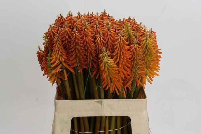 <h4>Kniphofia Eycone Orange</h4>