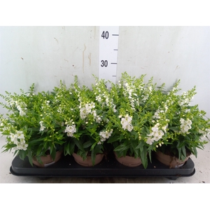 Angelonia  'Serena White'