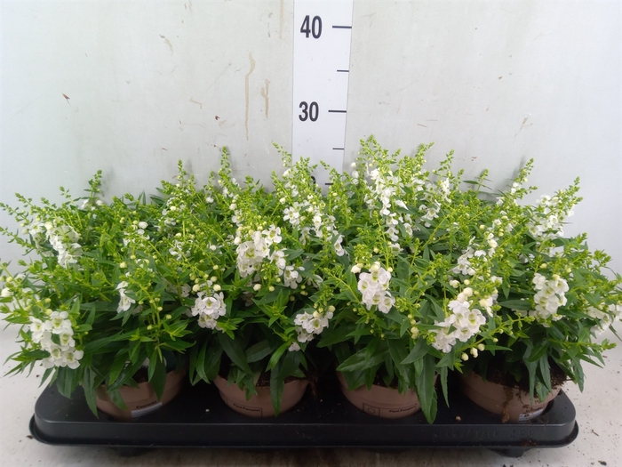 <h4>Angelonia  'Serena White'</h4>