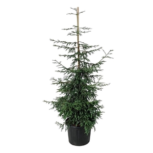 Sequoia s. 'Cantab'