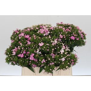 Dianthus Br Amazon Rose Magic