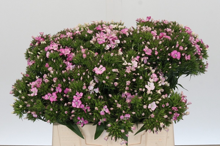 <h4>Dianthus Br Amazon Rose Magic</h4>