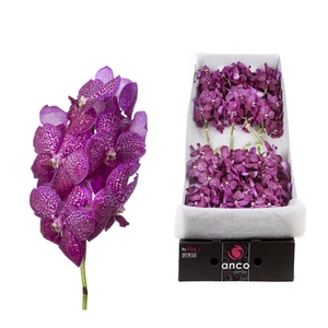 Vanda Magenta Glitter x 16