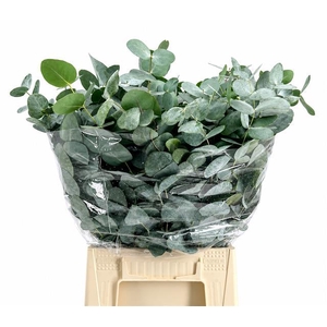 Euc. Cinerea Azur Riviera Short