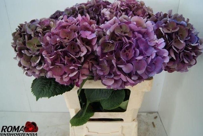 <h4>Hydrangea san tropez classic</h4>