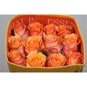 Rosa gr Twilight@